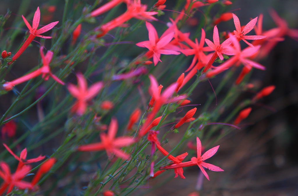 Scarlet gilia - Buena Vista Peak