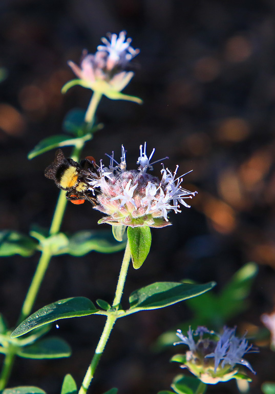 Bumblebee on Coyote Mint - Buena Vista Peak