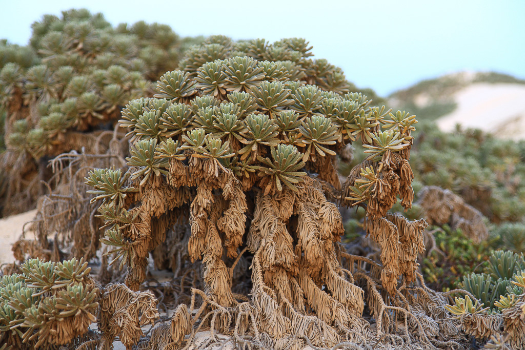 Dune vegetation - California Dunes