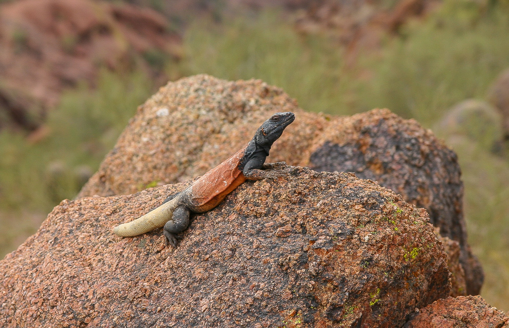 Common Chuckwalla - Arizona