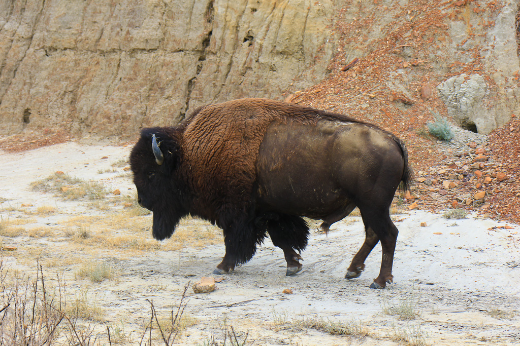 Bison - Cannonball Concretions