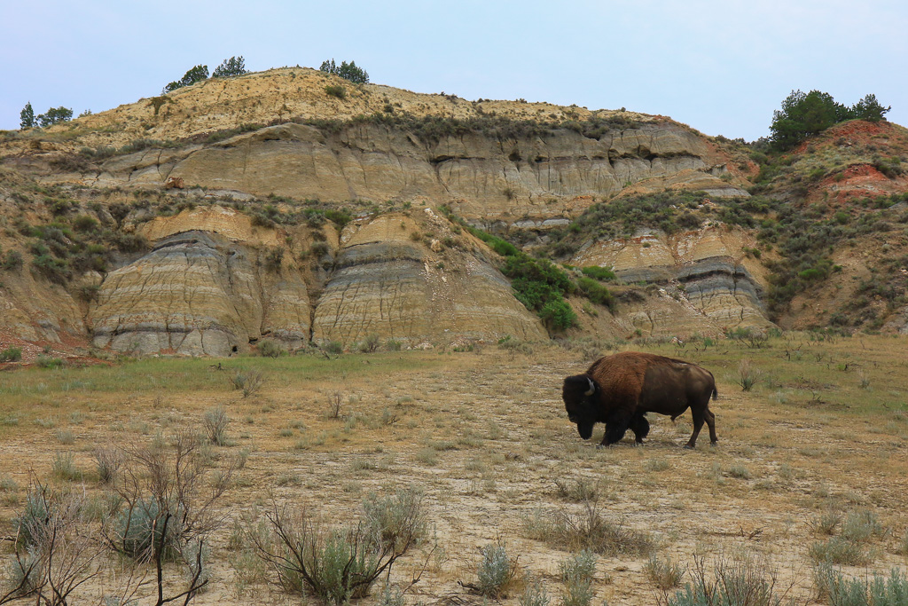 Bison and Badlands - Cannonball Concretions