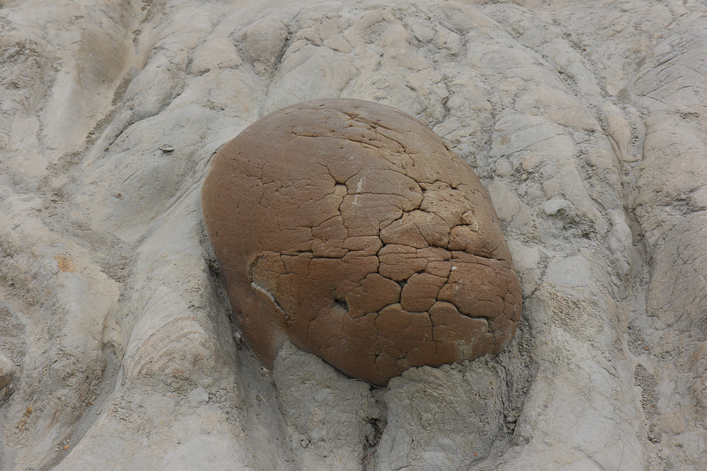 Partially eroded cannonball poking out of canyon wall - Cannonball Concretions