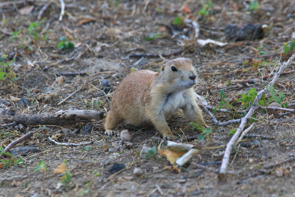 Prairie Dog - Cannonball Concretions