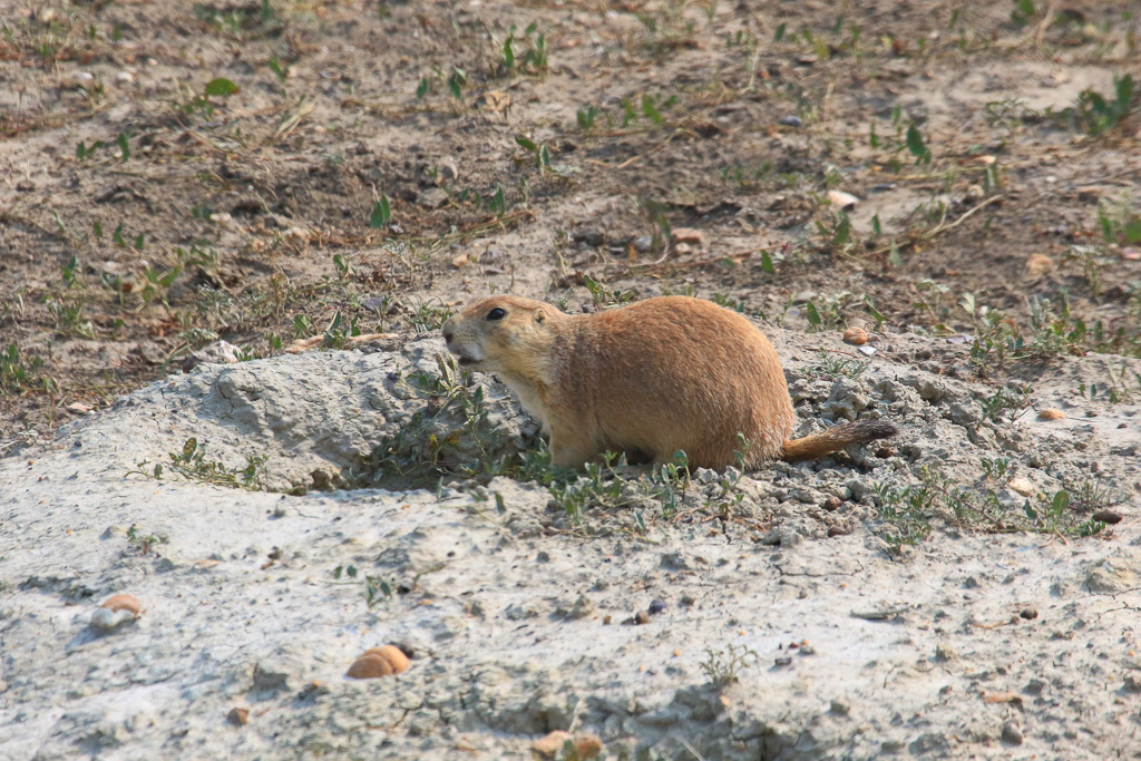 Prairie Dog Town - Cannonball Concretions