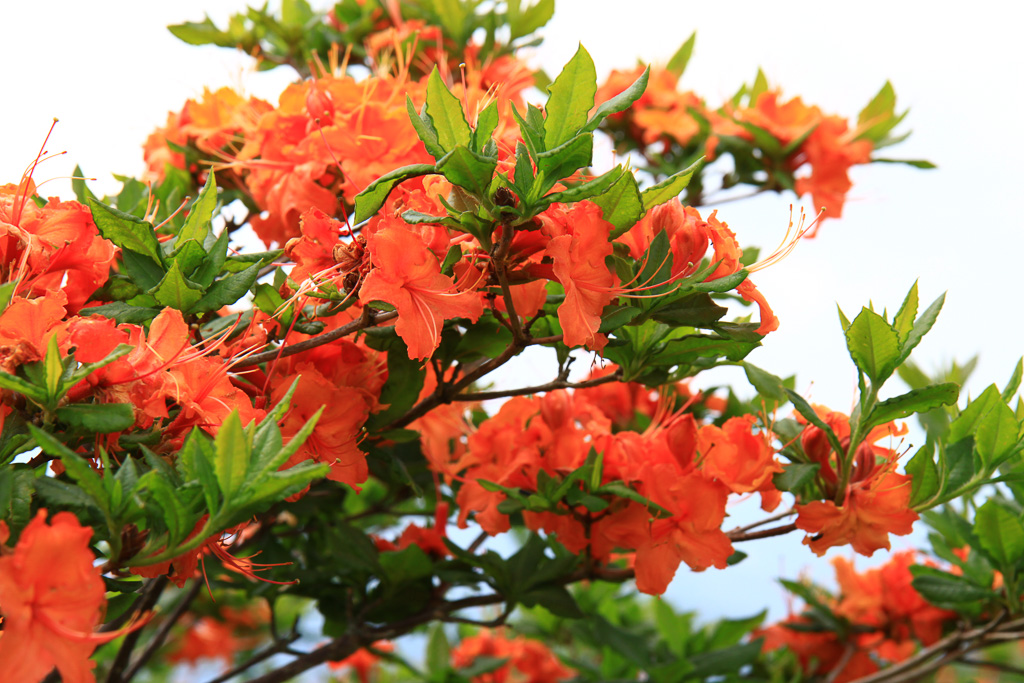 Flame azalea bloom - Carvers Gap