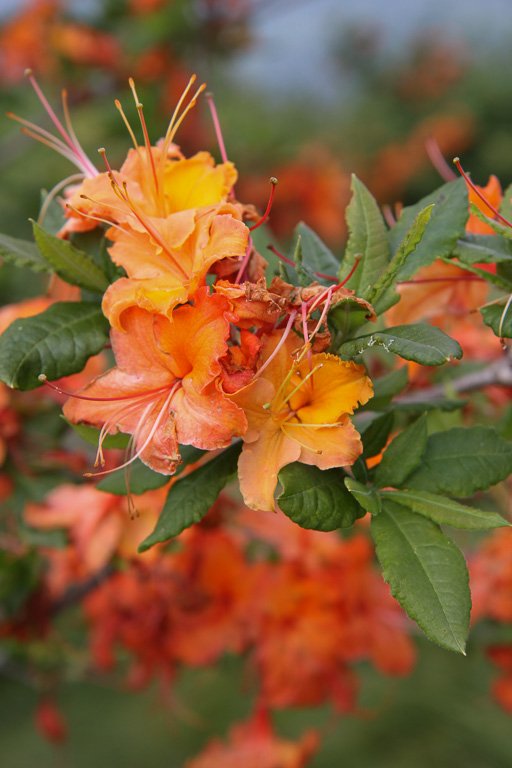 Flame azalea bloom - Carvers Gap, North Carolina