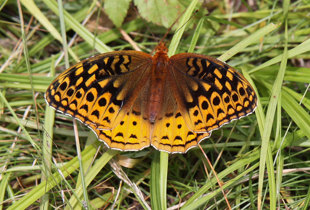 Fritillary - Carvers Gap