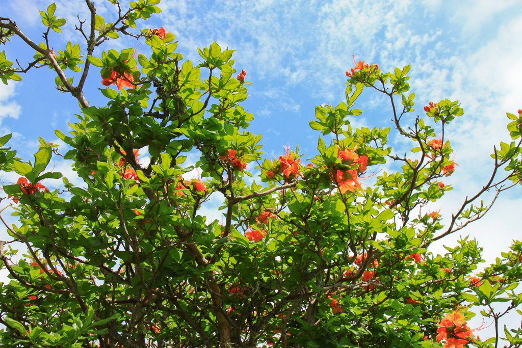 Azalea and blue sky - Carvers Gap