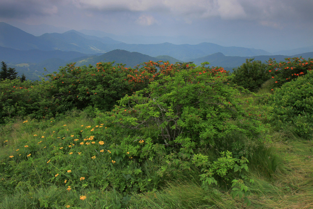 Flame azalea at Engine Gap - Carvers Gap