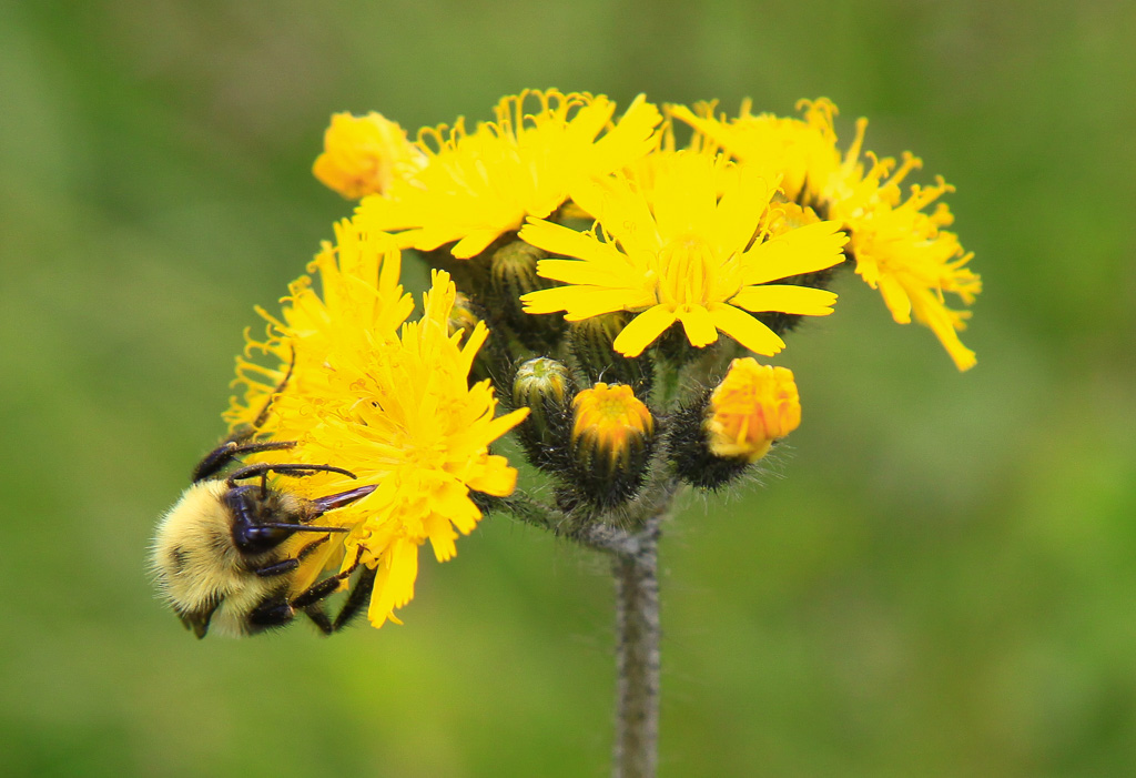 Bumblebee - Carvers Gap