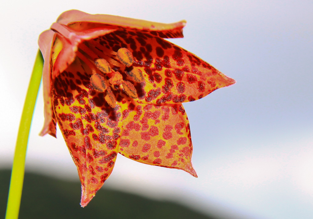 Gray's Lily Bloom - Carvers Gap, North Carolina