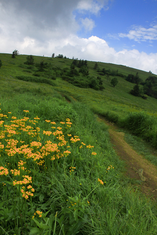 Trailside blooms - Carvers Gap