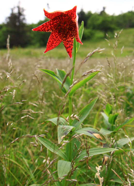 Globally rare and endangered Gray's Lily - Carvers Gap