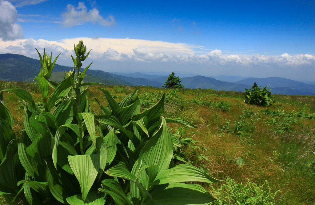 Corn lily or false hellabore on Grassy Ridge - Carvers Gap