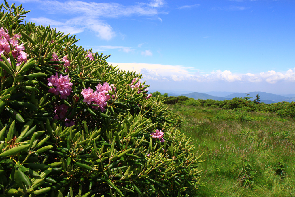 Catawba rhododendron on Grassy Ridge Bald - Carvers Gap