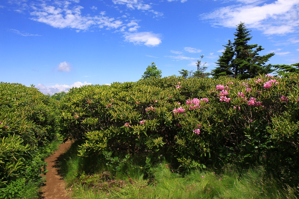 Catawba rhodie thicket - Carvers Gap