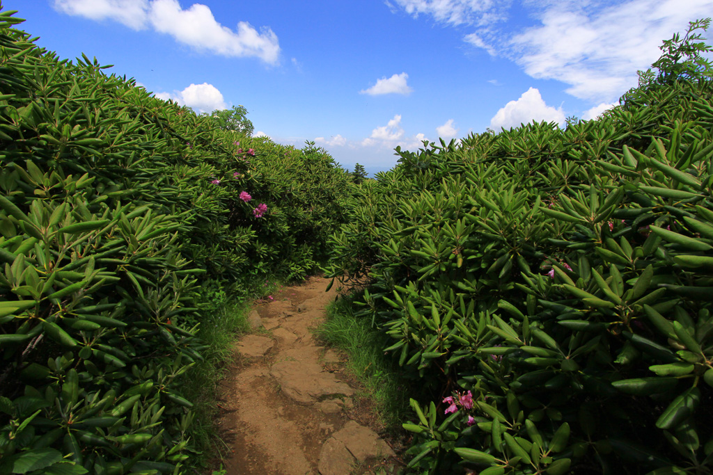 Catawba lined trail - Carvers Gap