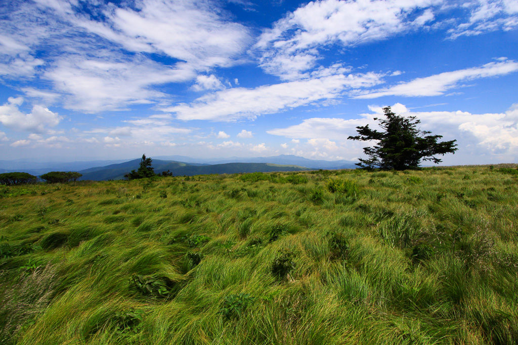 Grassy Ridge, Carvers Gap - Pisgah/Cherokee NF, NC