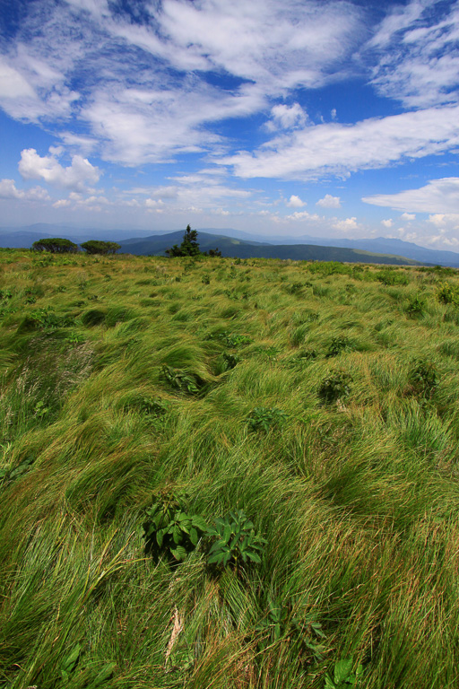 Aptly named Grassy Ridge - Carvers Gap