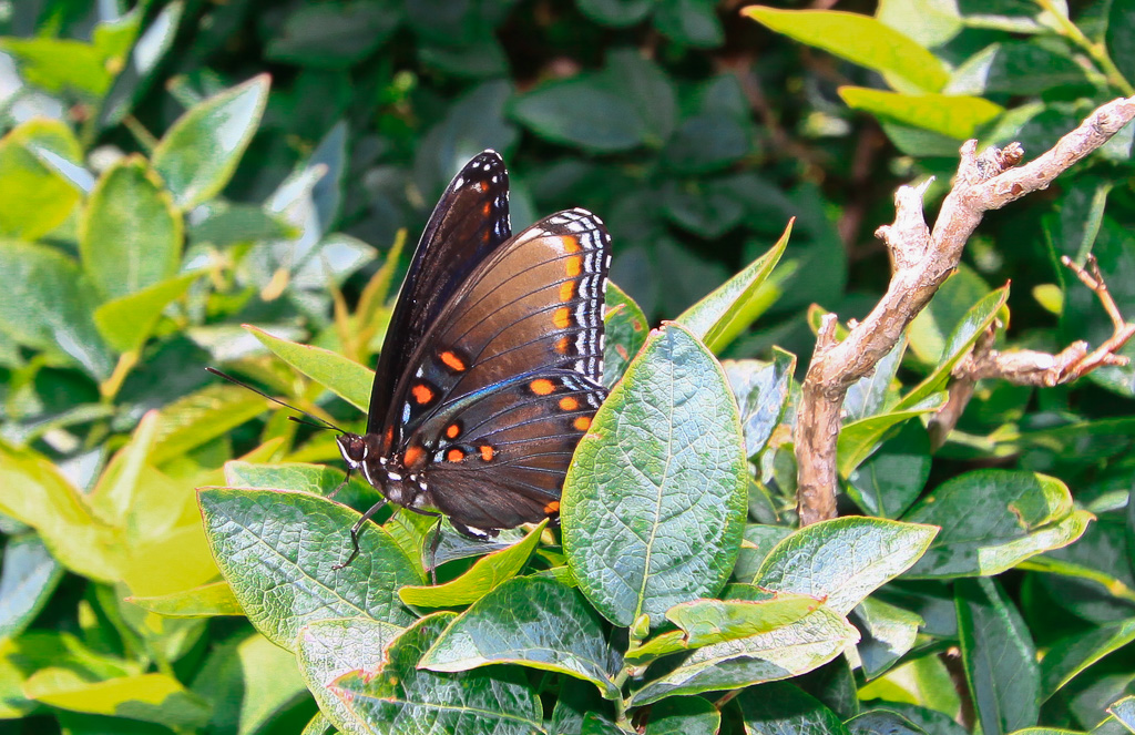 Red-spotted purple swallowtail - Carvers Gap