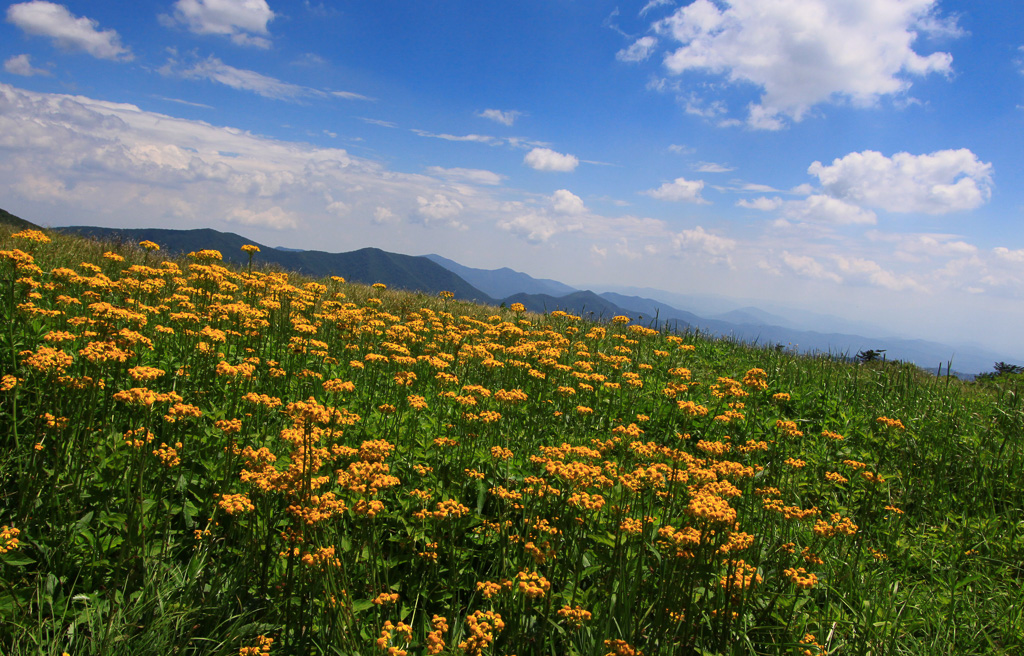 Field of wildflowers - Carvers Gap, NC