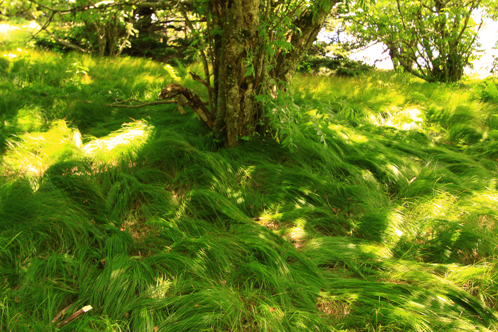 Sea of grass - Carvers Gap