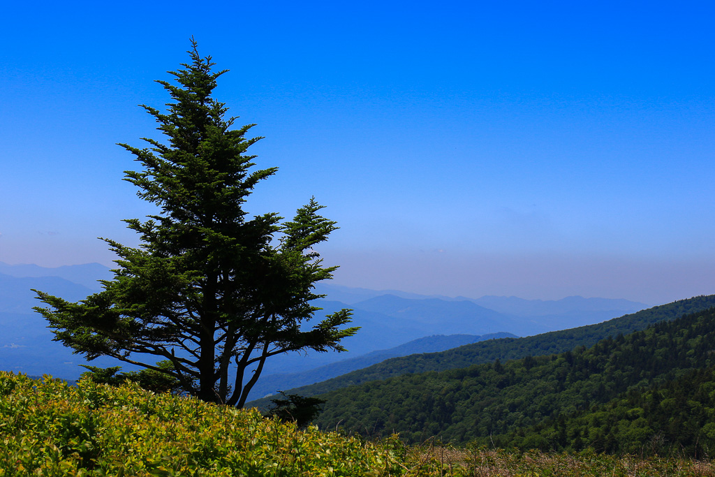 Lone pine - Carvers Gap