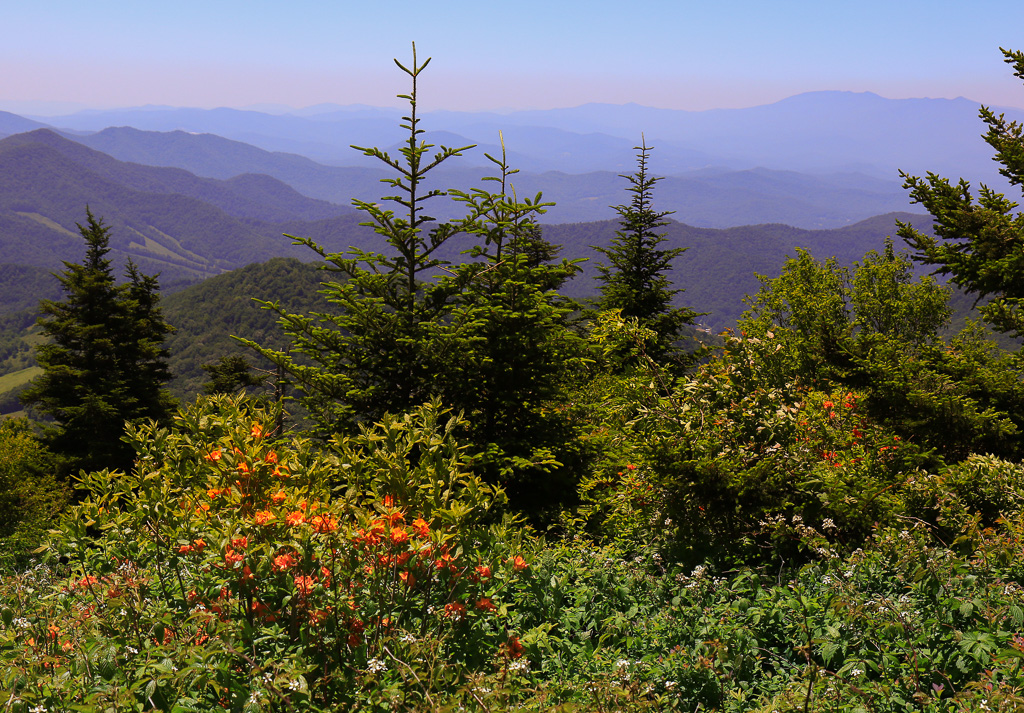 Rolling Blue Ridge - Carvers Gap