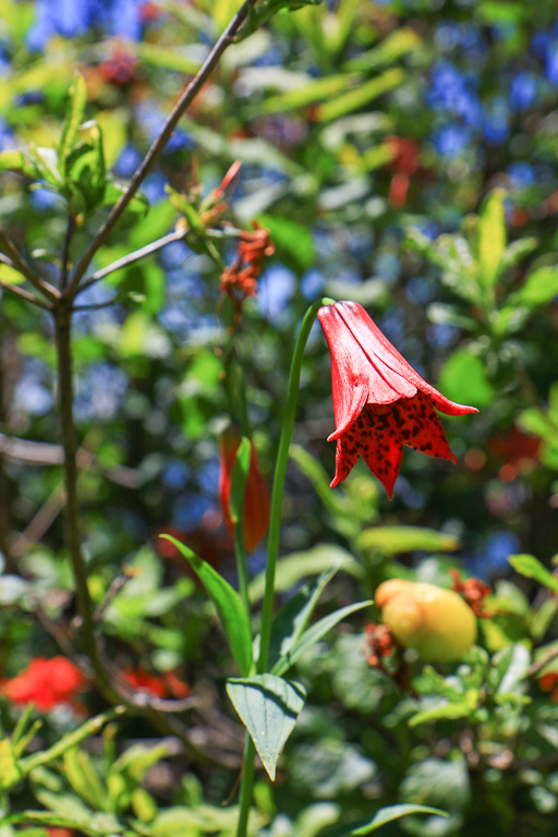 Grays Lily - Carvers Gap