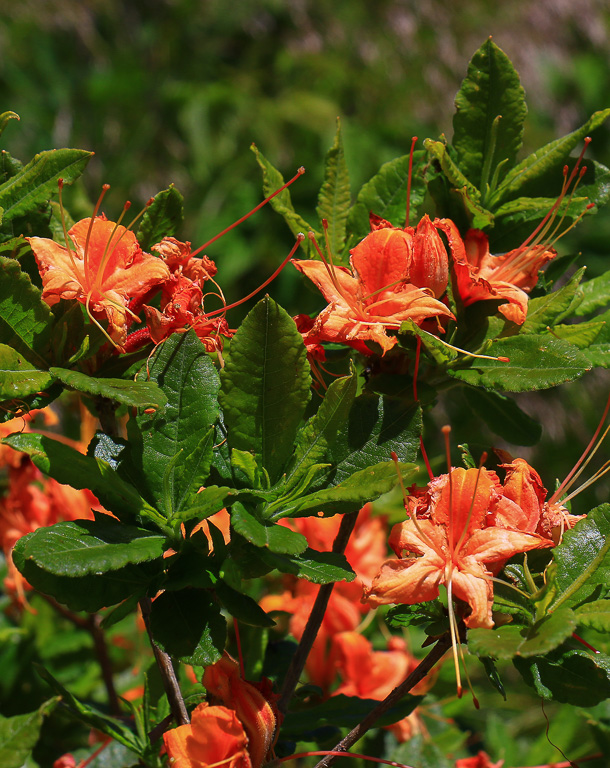 Flame azalea - Carvers Gap