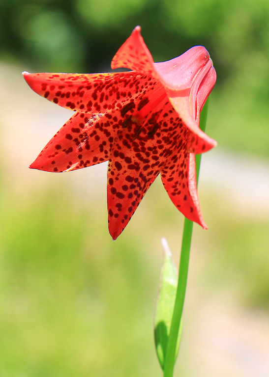 Grays Lily - Carvers Gap