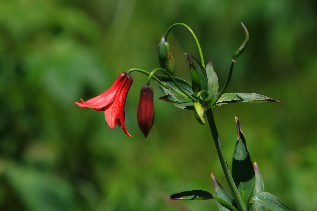 Grays lily bloom - Carvers Gap