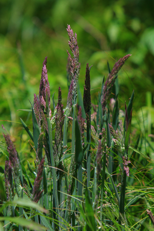 Grasses of the Grassy Bald - Carvers Gap