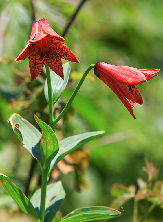 Grays lily blooms - Carvers Gap