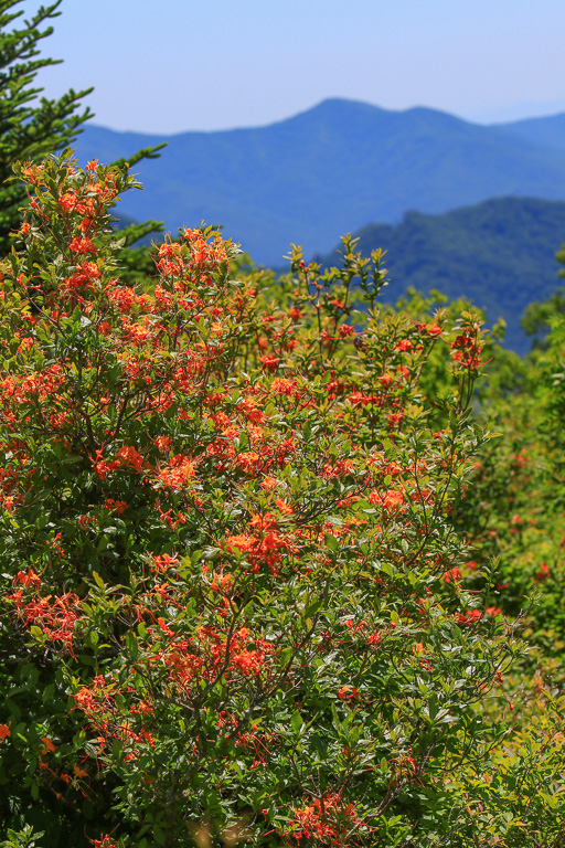 Flame azalea garden - Carvers Gap