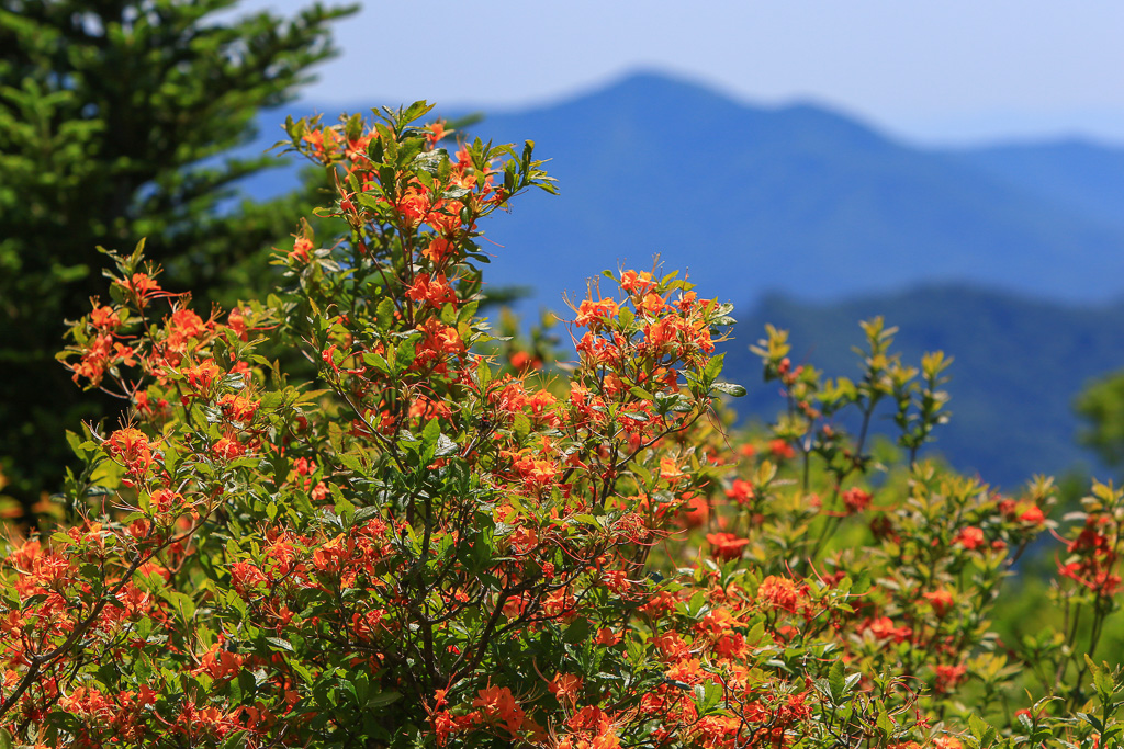 Flame azalea garden - Carvers Gap