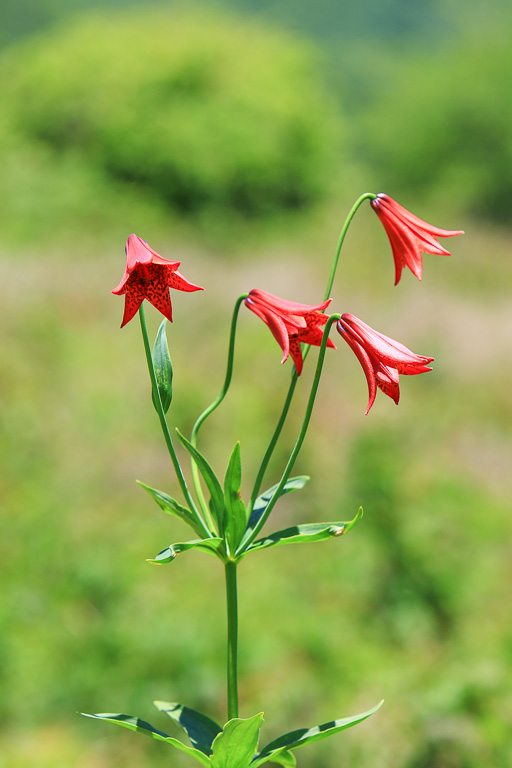 Grays lily blooms - Carvers Gap