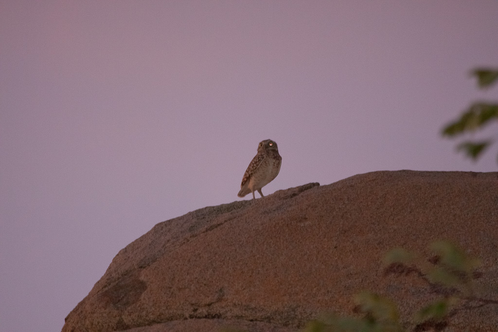 Aruban Burrowing Owl - Casibari Rock Formations