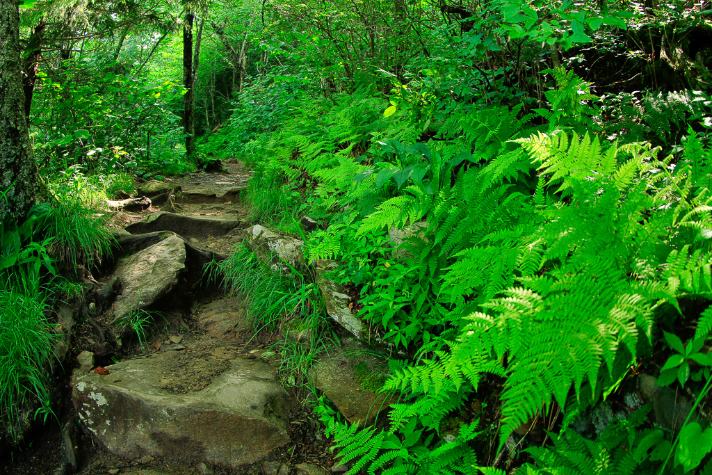 Appalachian Trail - Charlies Bunion