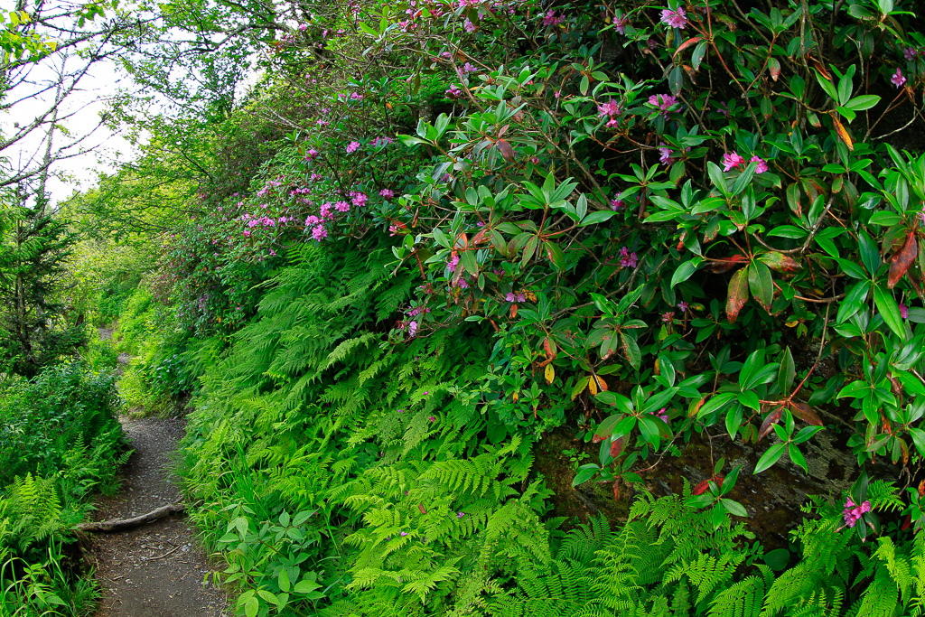 Rhodies - Charlies Bunion