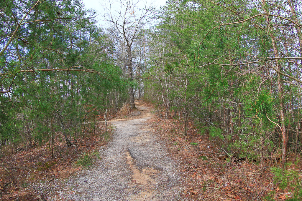 Pines and trail - Chimney Top Rock Overlook