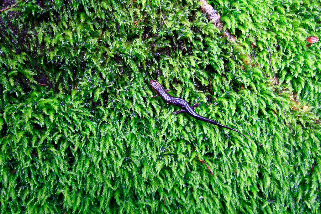 Salamander - Chimney Tops 2013