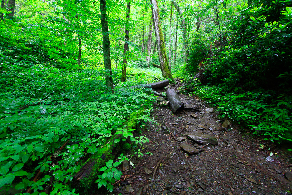 Lush forest - Chimney Tops 2013