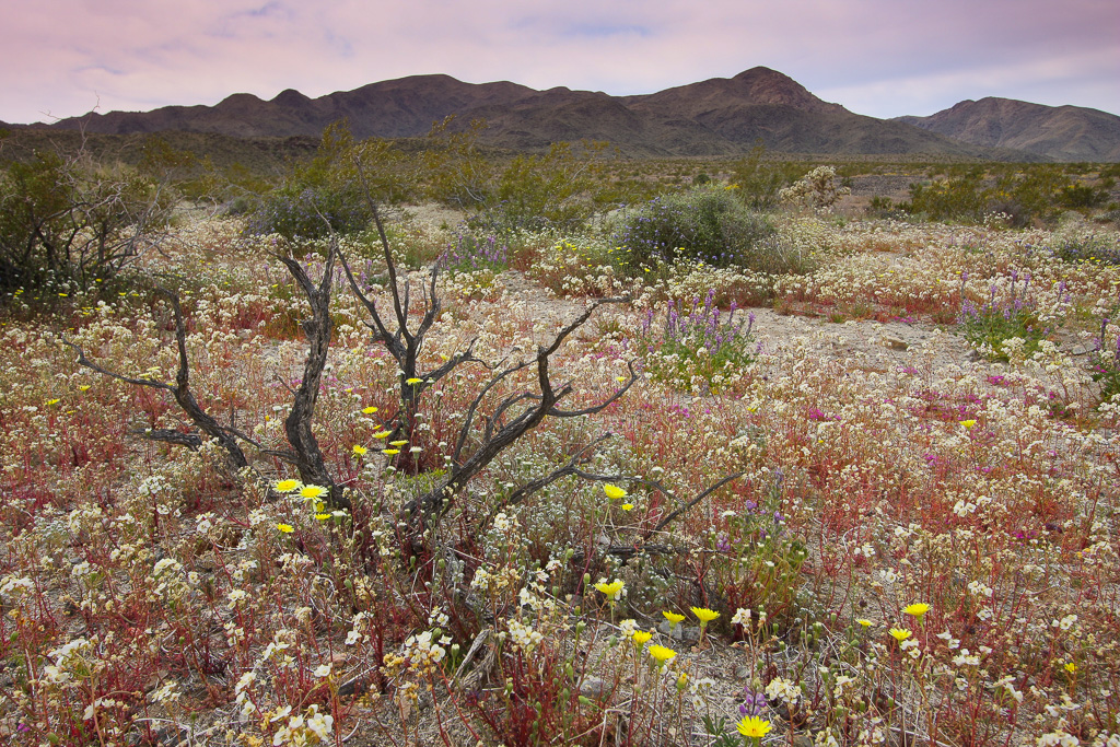 Desert in bloom - Pinto Basin
