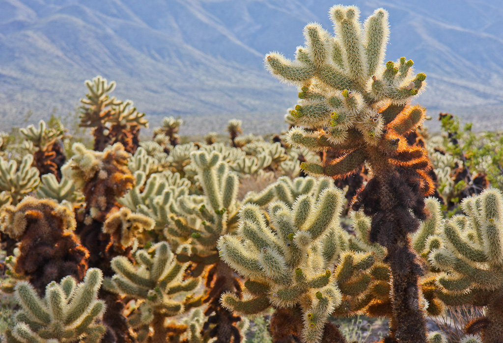 Cholla cacti - Pinto Basin, Joshua Tree National Park, California