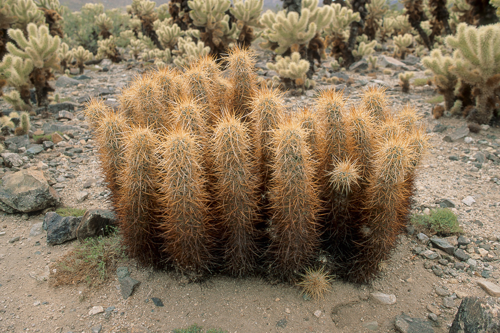 Cacti group 1993