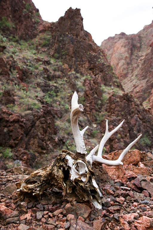 Skull along the Clear Creek Trail - Grand Canyon National Park, Arizona