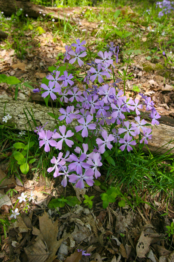 Phlox - Clifton Gorge May 2005