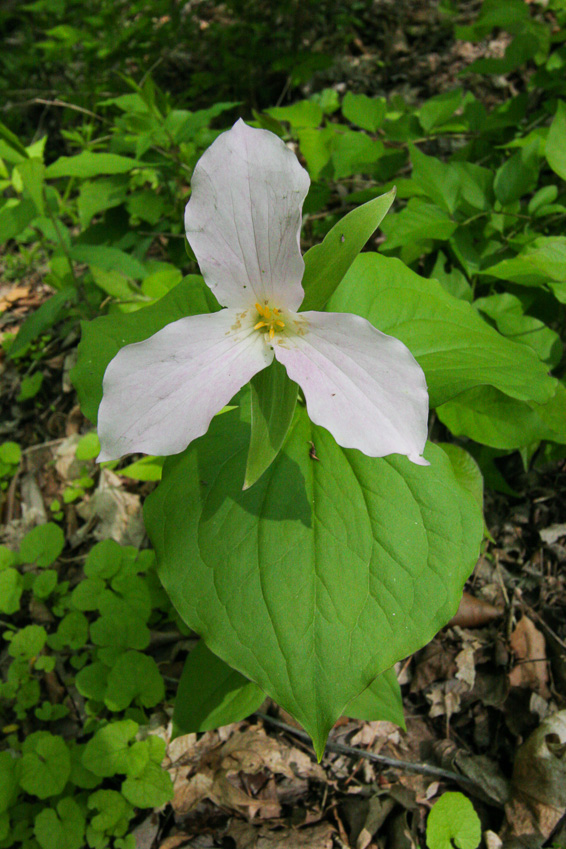 Large-flowered Trillium - Clifton Gorge May 2005